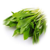 Allium ursinum